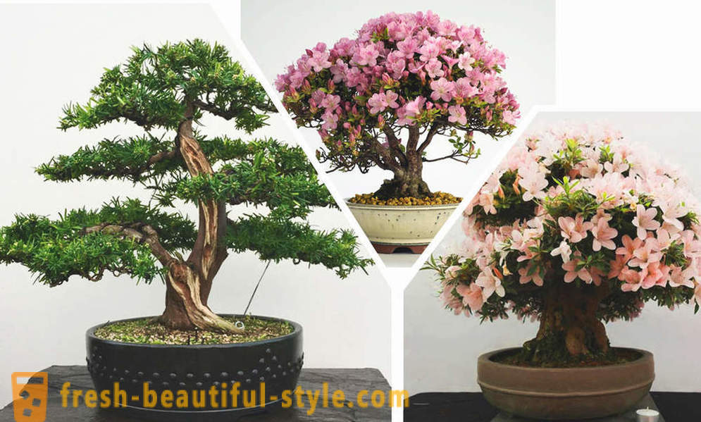 Semplificare, ecco, bonsai: le regole dello stile orientale, nella parte interna