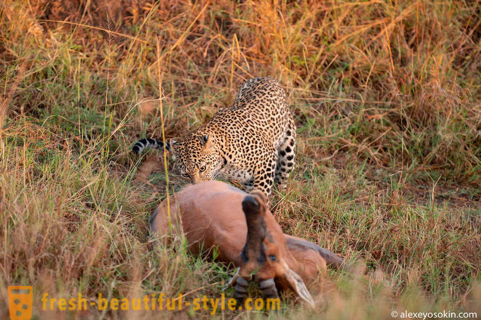 Leopardo caccia