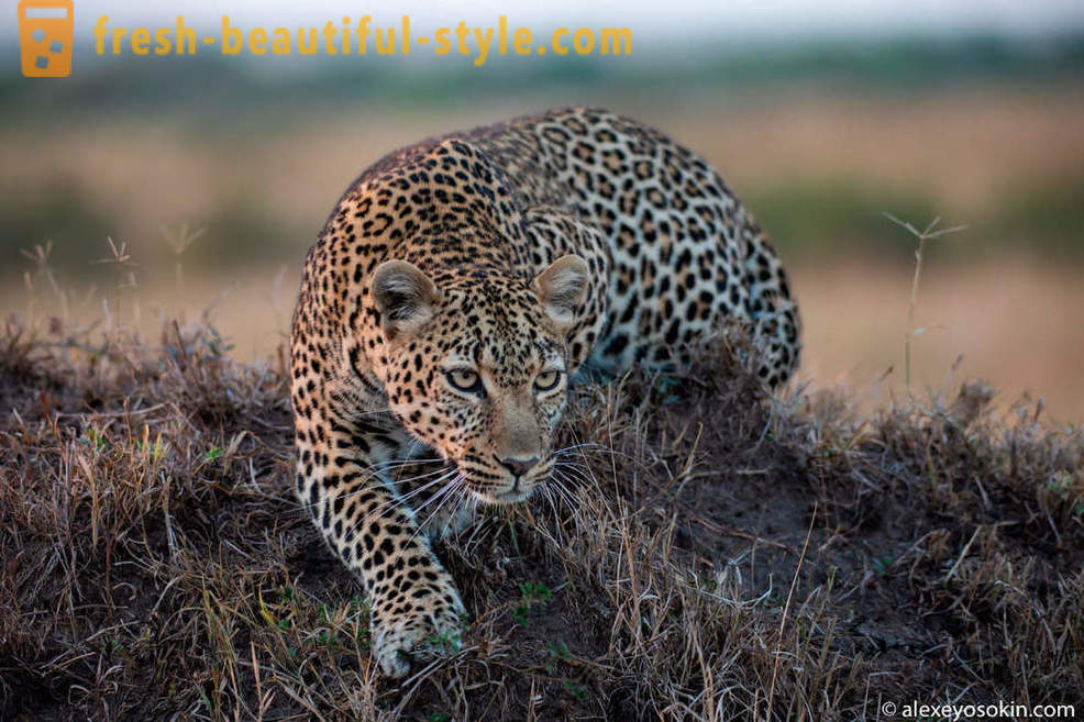 Leopardo caccia