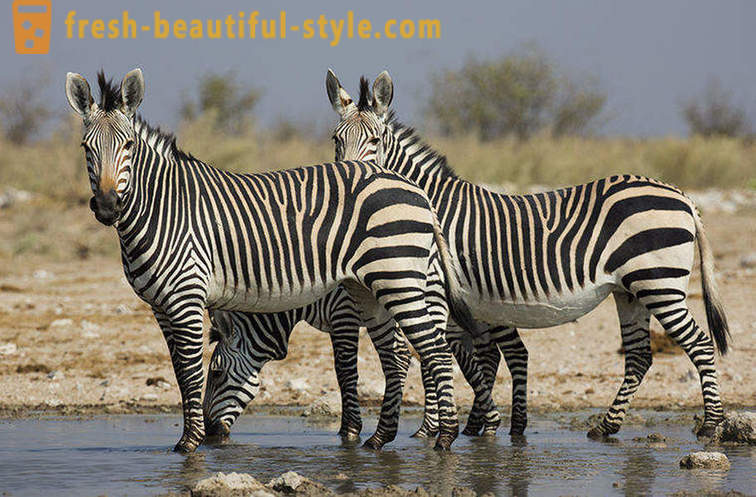 Di che colore è una zebra e perché si spoglia