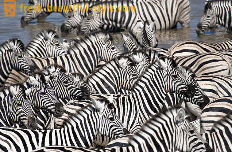 Di che colore è una zebra e perché si spoglia