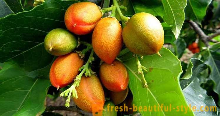 10 frutta poco conosciuto
