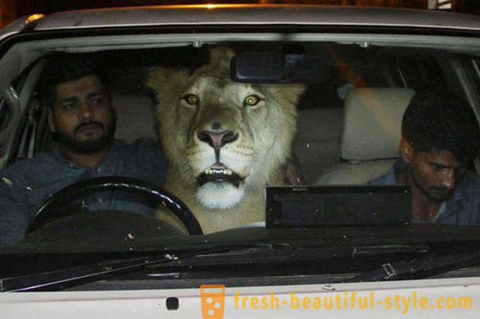 Due fratelli dal Pakistan hanno portato un leone di nome Simba