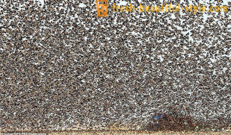 Centinaia di migliaia di storni invaso il cielo nella campagna francese