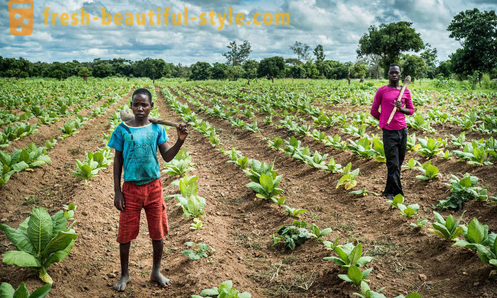 Malawian piantagione di tabacco