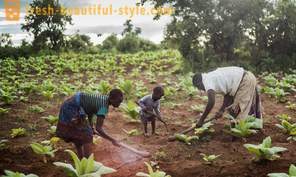Malawian piantagione di tabacco