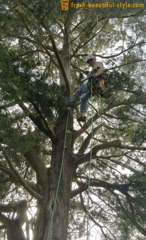 Pensionati americani, arrampicarsi sugli alberi, salvataggi gatti