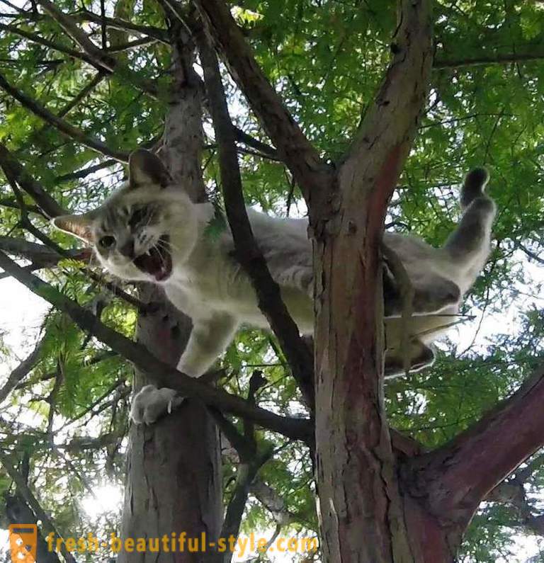 Pensionati americani, arrampicarsi sugli alberi, salvataggi gatti
