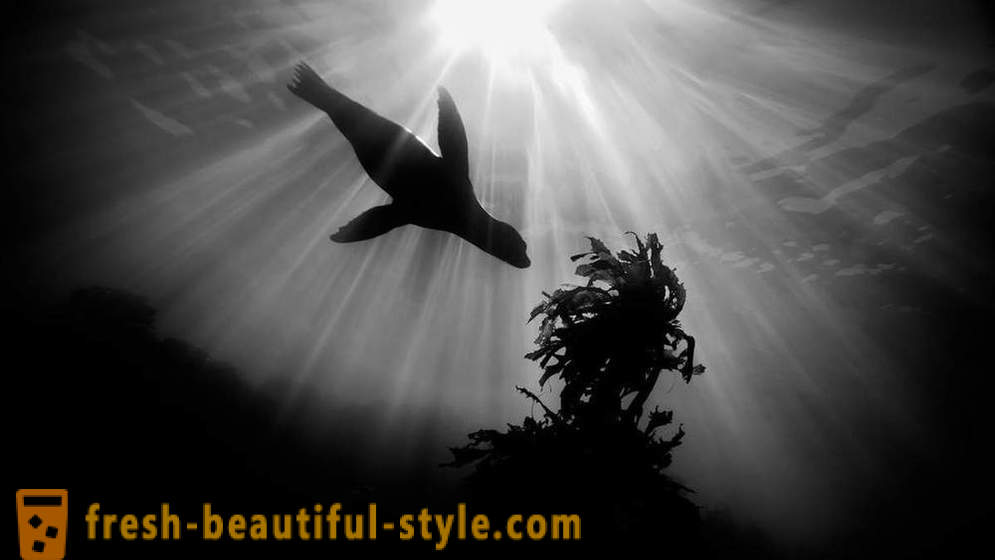 Incredibile filmati della fotografia subacquea vincitori del concorso