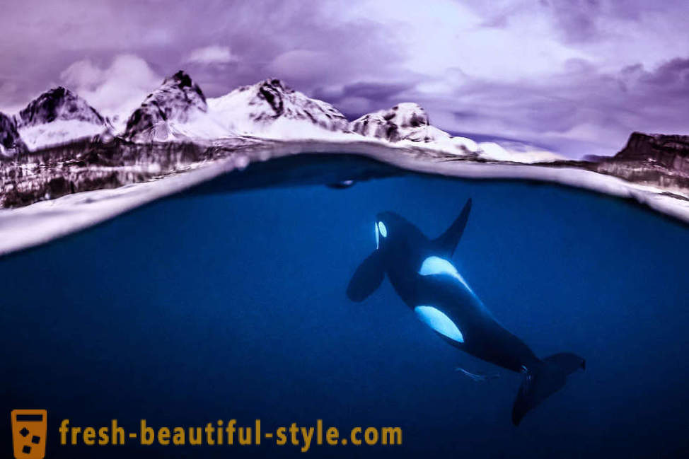 Incredibile filmati della fotografia subacquea vincitori del concorso