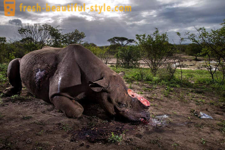 Fotorassledovanie: La caccia per corno di rinoceronte