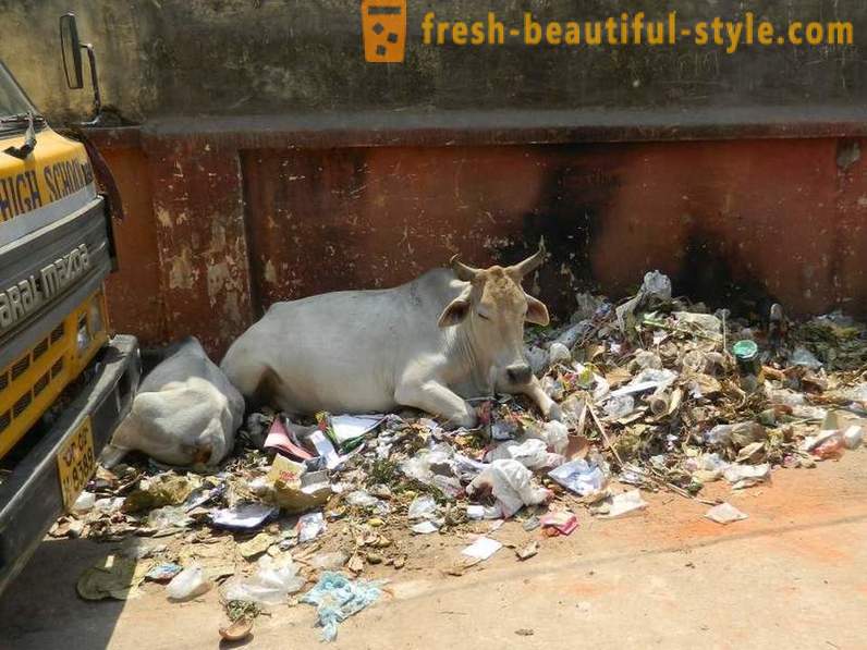 Mucche Stray - uno dei problemi dell'India