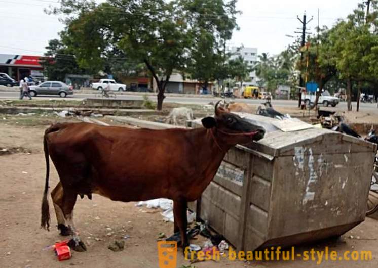 Mucche Stray - uno dei problemi dell'India