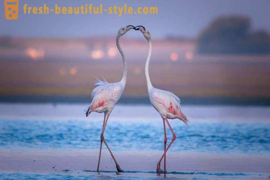 Flamingo - alcune delle più antiche specie di uccelli