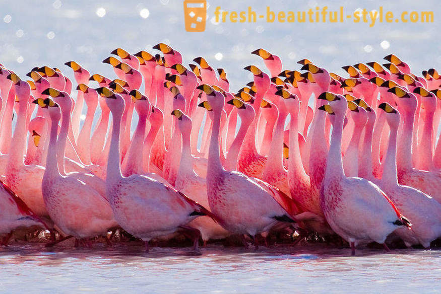 Flamingo - alcune delle più antiche specie di uccelli