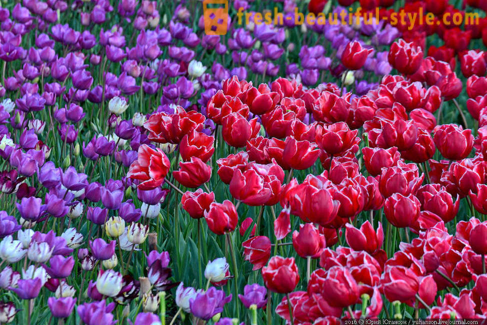 Bellezza tulipani Crimea nel giardino Nikitsky