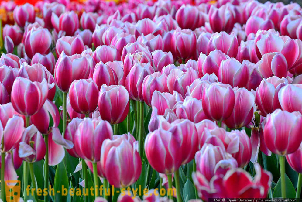 Bellezza tulipani Crimea nel giardino Nikitsky
