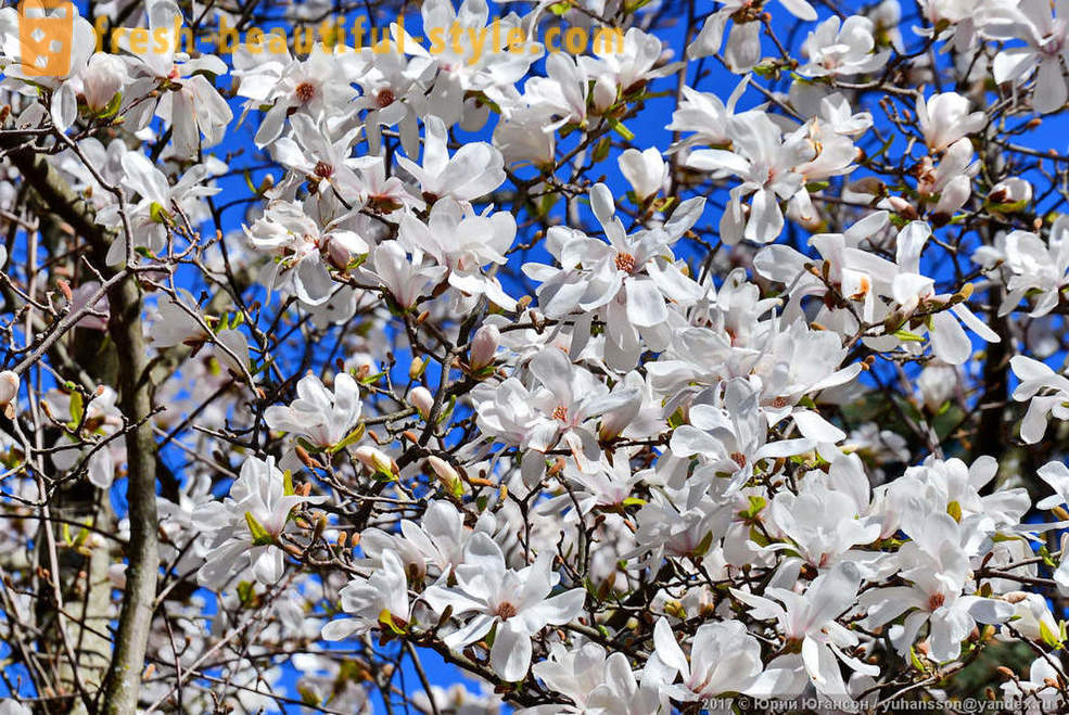 Bella magnolia in fiore di Crimea