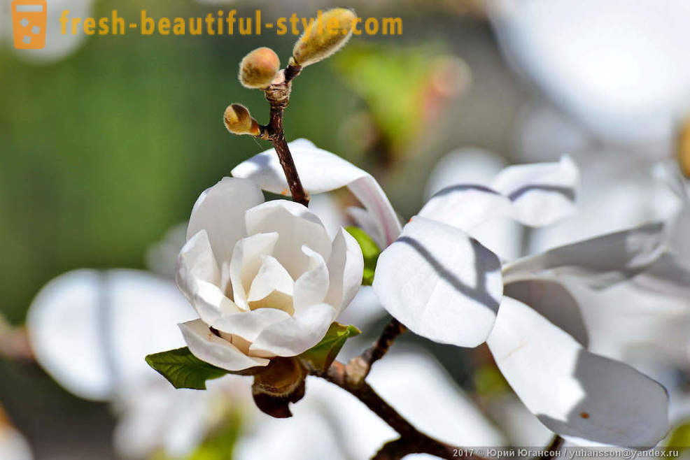 Bella magnolia in fiore di Crimea