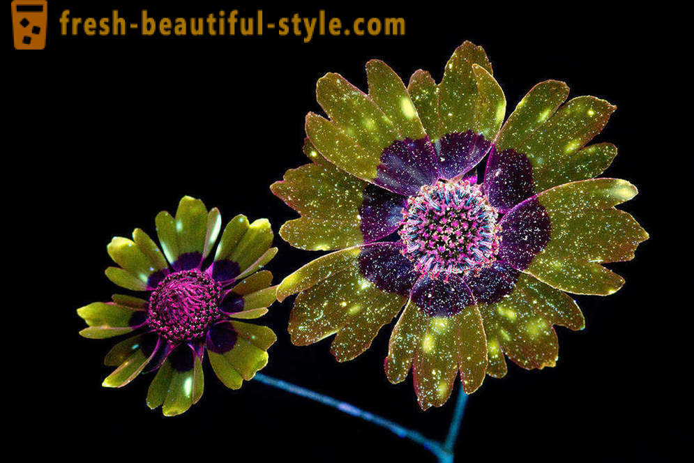 Fotografie abbagliante di fiori, illuminati con luce ultravioletta