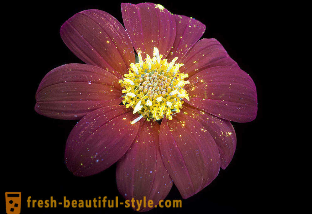 Fotografie abbagliante di fiori, illuminati con luce ultravioletta