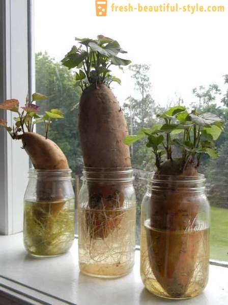 15 colture vegetali che possono essere coltivate su un davanzale di casa