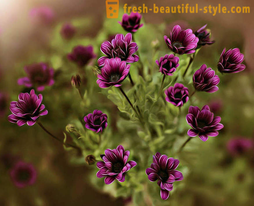 La bellezza dei fiori in fotografia macro. Belle immagini di fiori.