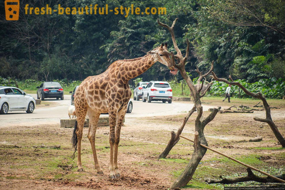 Cina, Guangzhou: Chimelong Safari Park (Parte 1)
