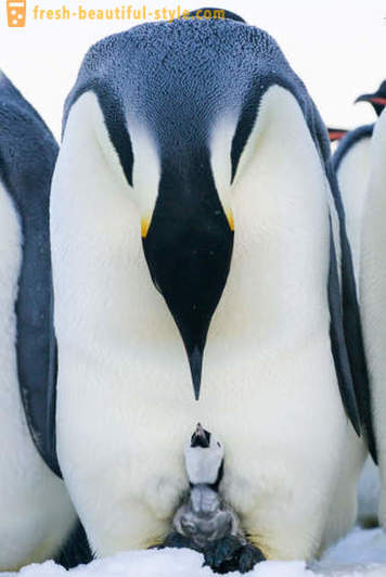 Come maschio Pinguini imperatore cura per la loro prole