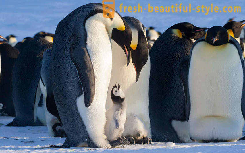 Come maschio Pinguini imperatore cura per la loro prole