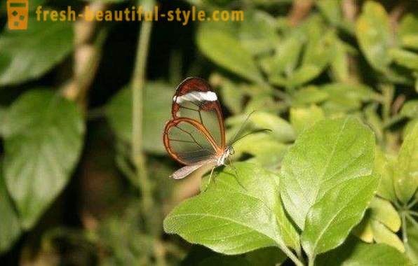 Incredibile sesiidae farfalla