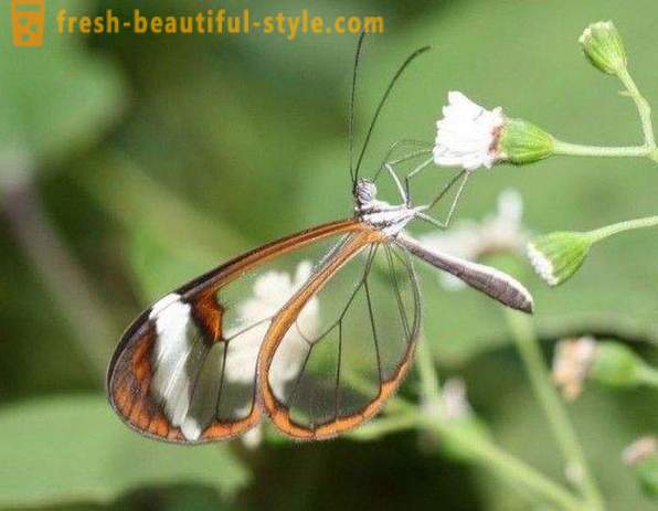 Incredibile sesiidae farfalla