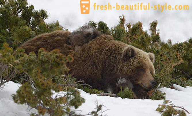O non può essere unica per il film russo sulla famiglia orso?