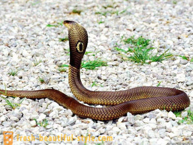 I serpenti più pericolosi del mondo