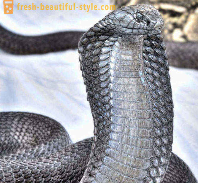 I serpenti più pericolosi del mondo