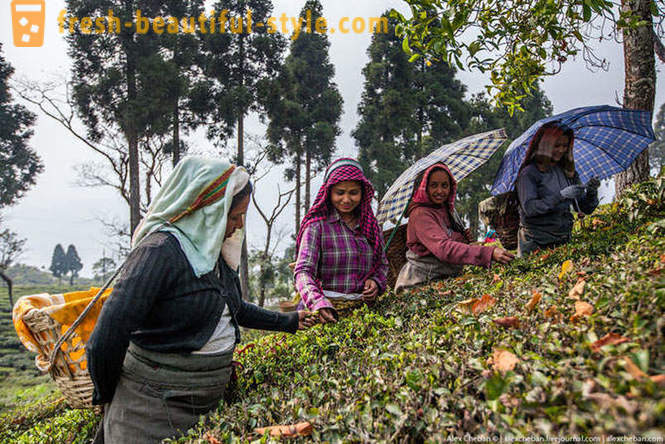Come raccogliere primo raccolto del tè di quest'anno