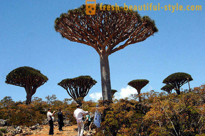 Viaggio per l'isola di Socotra