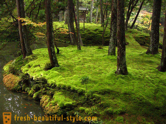 Giardino Moss in Giappone