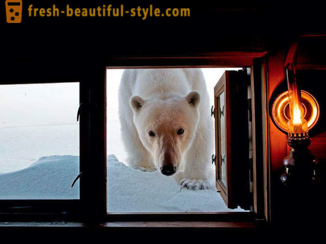 Le migliori immagini del National Geographic 2012