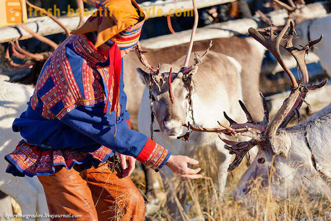 Alla ricerca di Babbo Natale in renna Siberian husky