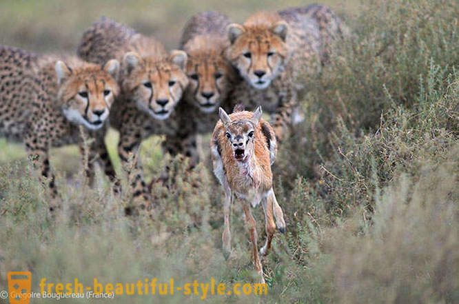 I vincitori del concorso foto della fauna selvatica 2012
