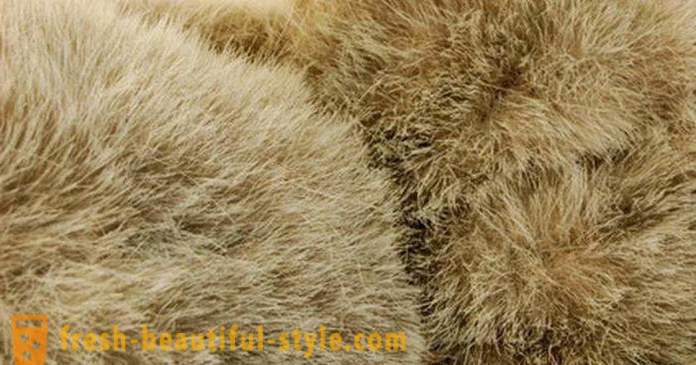 Come distinguere naturale della pelliccia artificiale: le vie principali