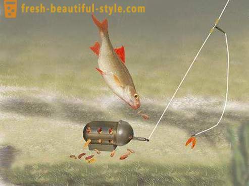 Roach - pesci della famiglia delle carpe. Descrizione e foto. Come prendere lo scarafaggio?