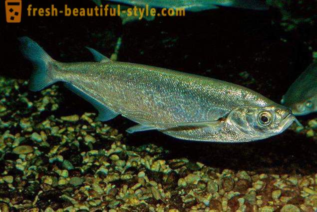 Dove il solito pesce sabrefish? Come cucinare il pesce sabrefish?