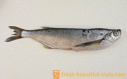 Dove il solito pesce sabrefish? Come cucinare il pesce sabrefish?