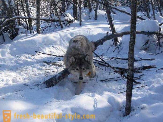 Caccia al lupo. Metodi di lupi di caccia