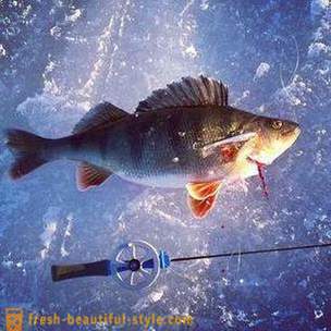 Facendo persico bilanciatore. la pesca invernale per pesce persico
