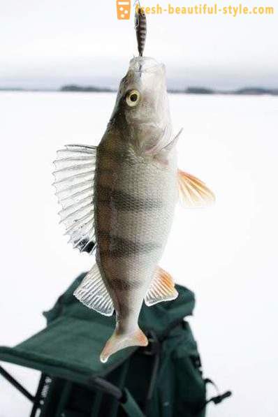 Facendo persico bilanciatore. la pesca invernale per pesce persico