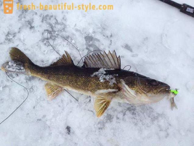 Pesca sul bilanciere in inverno. tecnica di pesca alla trave