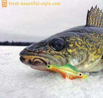 Pesca sul bilanciere in inverno. tecnica di pesca alla trave